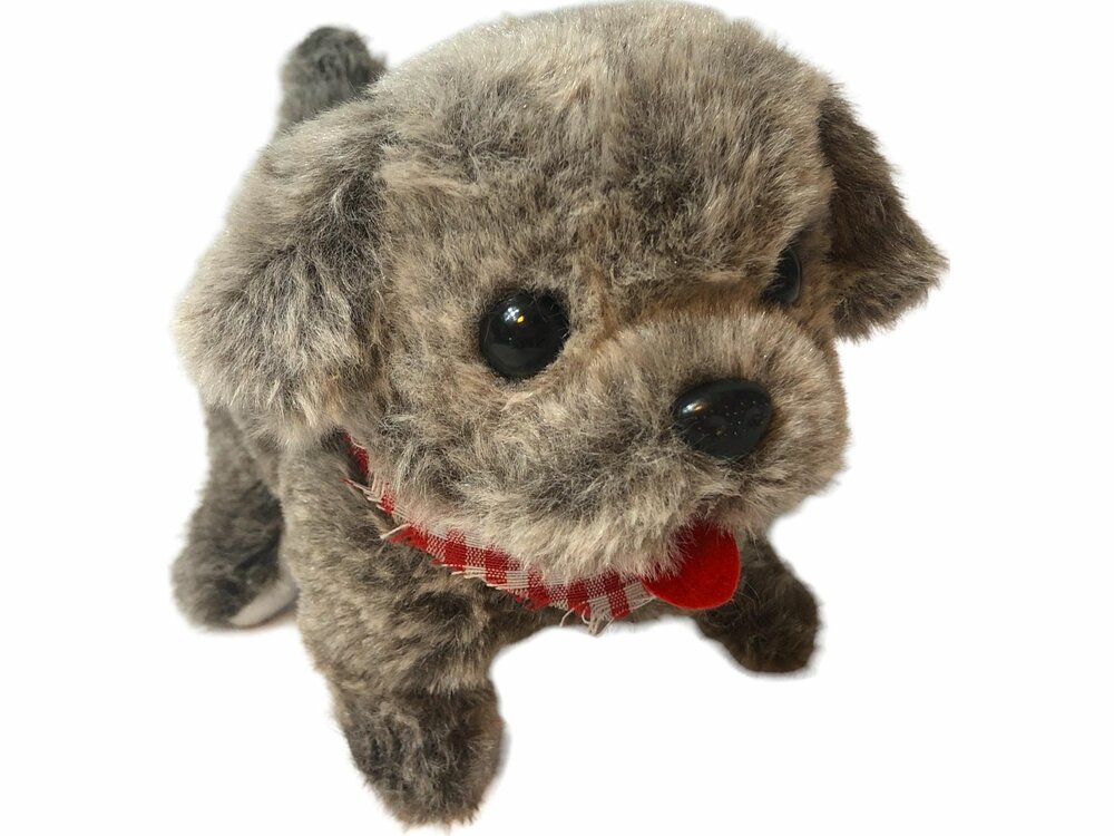 ISTARSKI schattig hondje