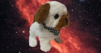 Bichon fris&eacute; schattig hondje