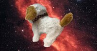 Bichon fris&eacute; schattig hondje