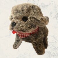 ISTARSKI schattig hondje