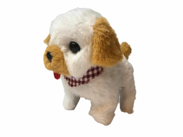 toy Bichon Frize dog