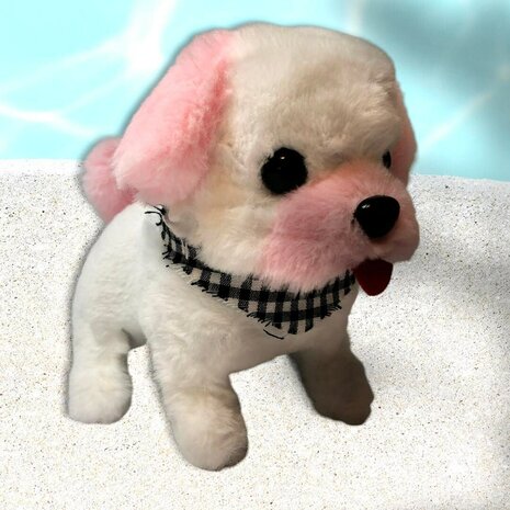 Cute Little Bichon  Puppy schattig