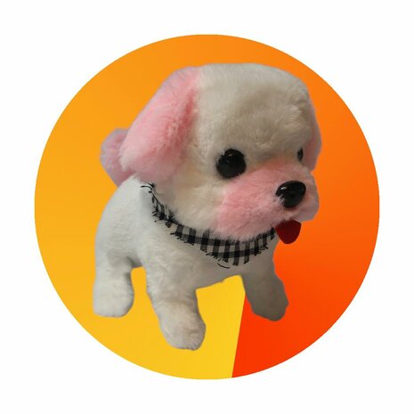 Cute Little Bichon  Puppy schattig