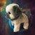 Bichon Frize dog barks and walks