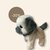 Bichon Frize dog barks and walks