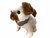 Bichon frisé cute dog