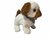 Bichon frisé cute dog