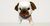 Bichon frisé cute dog