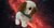 Bichon frisé cute dog